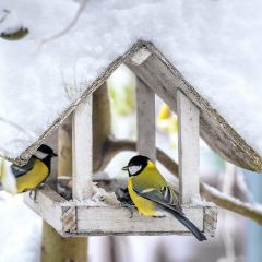 Bird watching with security cameras