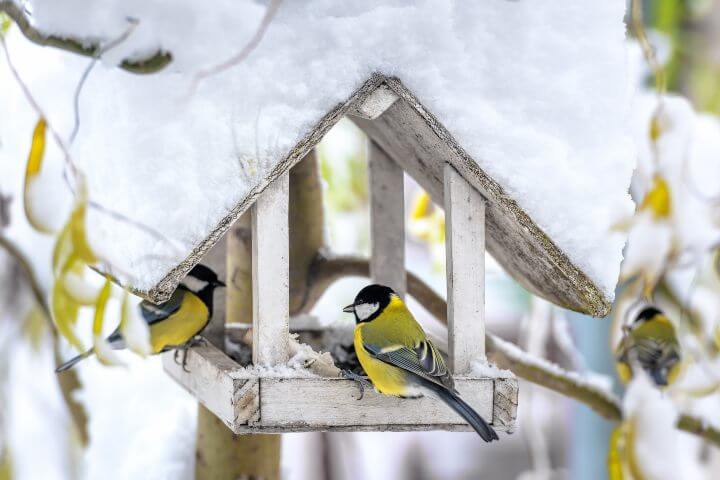 Bird watching with security cameras