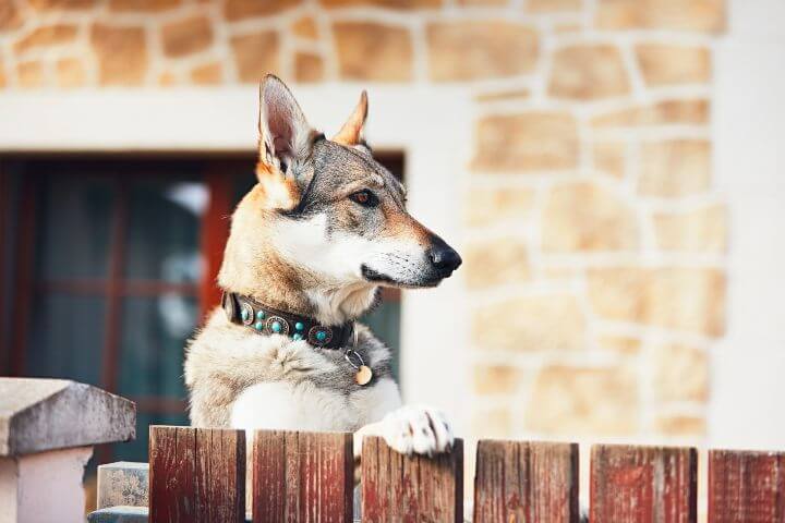 Dog behing fence