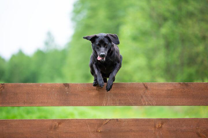 Dog jumping fence