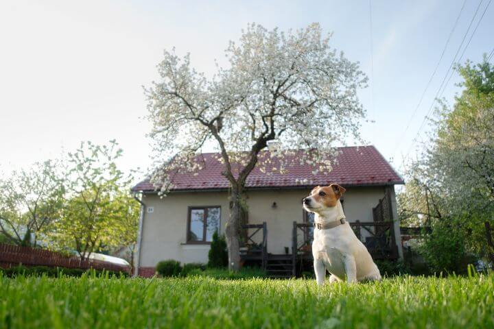 How to keep the neighbor's dog out of your yard