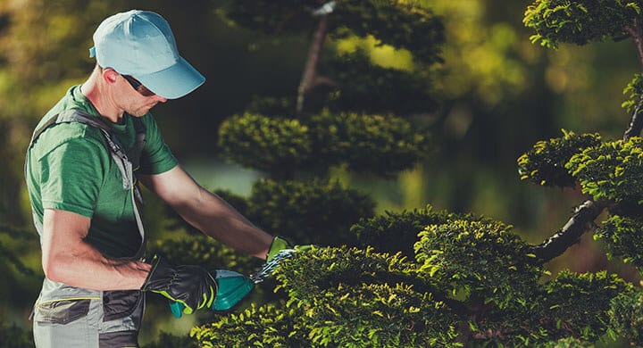 men shaping garden trees