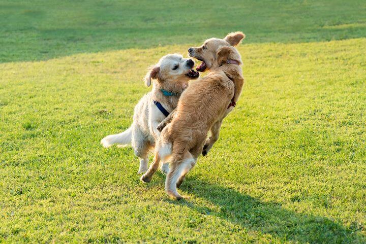 Protect your pets and keep the neighbor's dog out of your yard