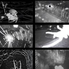 Spider on security cameras