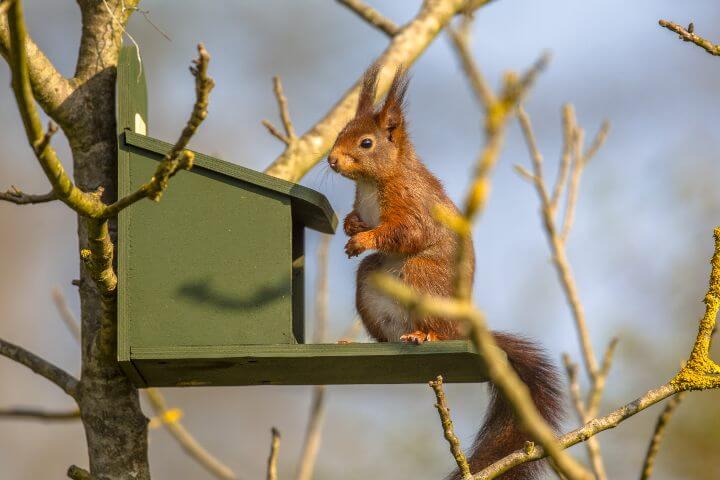 Squirrel on bird feeder