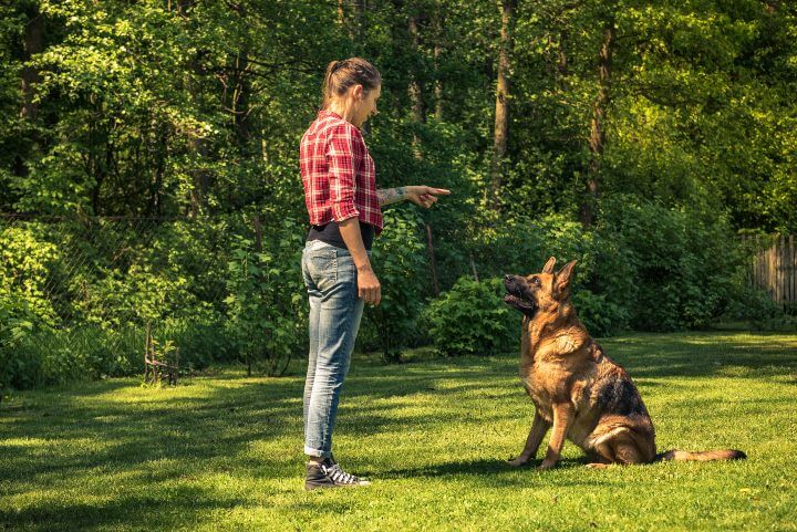 Training dog