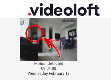 Videoloft Email Alert