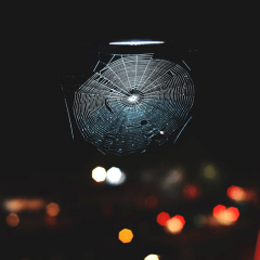 Spider Web